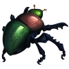 Beetle - Iridescent